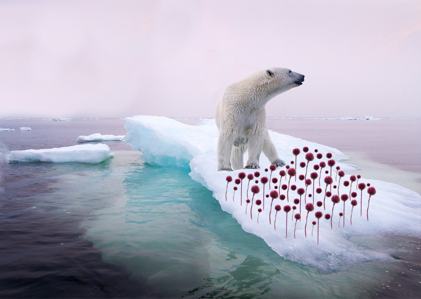 PROVAPOLARBEARS ICE