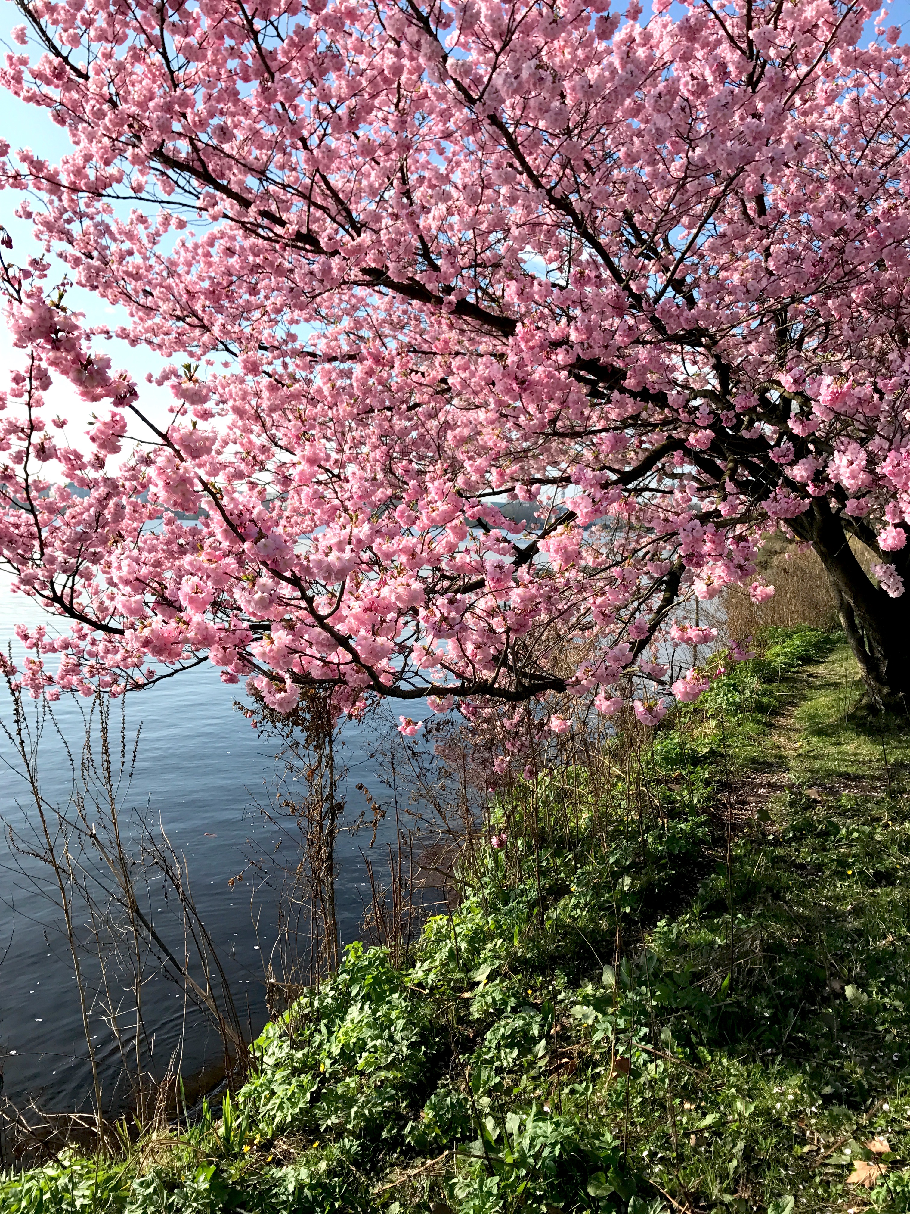 Kirschblüte