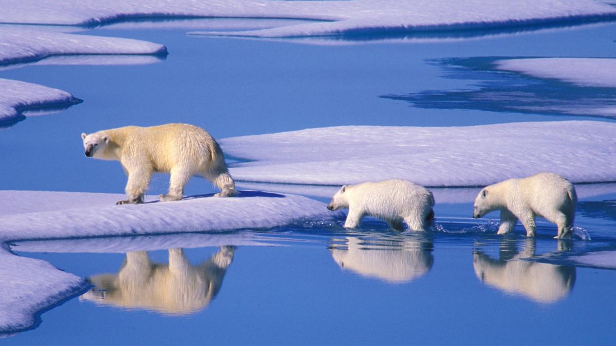 Eisbär Baby