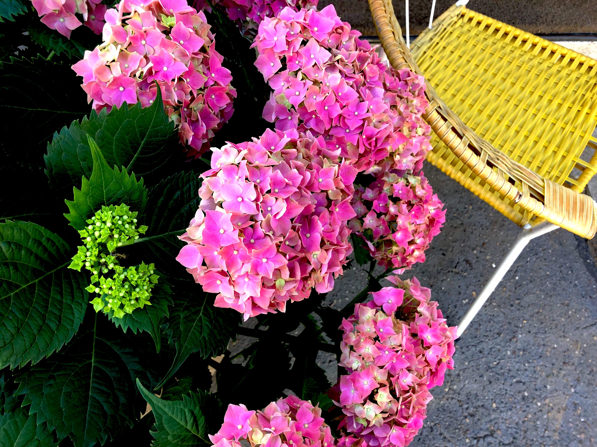 Garten Milchstrasse