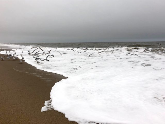 WALKING ALONG THE OUTERMOST BEACH