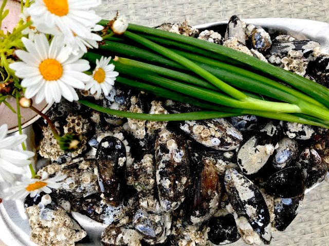 MIESMUSCHELN